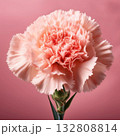 カーネーション 132808814