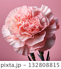 カーネーション 132808815