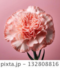 カーネーション 132808816