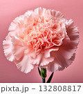 カーネーション 132808817