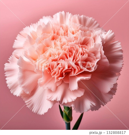 カーネーション 132808817