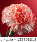 カーネーション 132808818