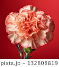 カーネーション 132808819