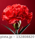 カーネーション 132808820