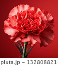 カーネーション 132808821