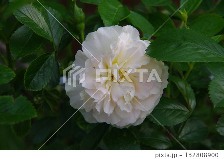薔薇　サマースノー 132808900