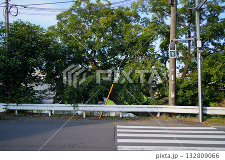朝の光でスポットがあたった青信号と横断歩道（新スタートのイメージ） 132809066