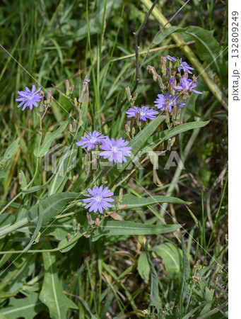 Chicory flowers on the meadow in summer Chicory flowers on the meadow in summer 132809249