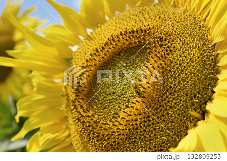 Close-up view of a large sunflower with a bee 132809253