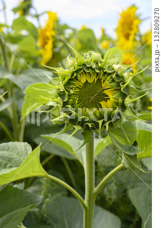 A close-up view of an unopened sunflower A close-up view of an unopened sunflower 132809270