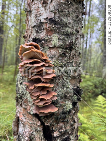 shelf fungus growing on tree trunk in the forest 132809309