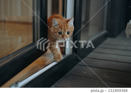 domestic ginger tabby cat escaping home to the terrasse domestic ginger tabby cat escaping home to the terrasse 132809366