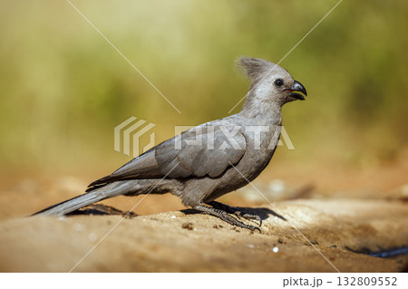 Grey go away bird in Greater Kruger National park, South Africa 132809552