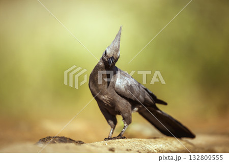 Grey go away bird in Greater Kruger National park, South Africa 132809555