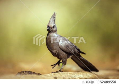 Grey go away bird in Greater Kruger National park, South Africa Grey go away bird in Greater Kruger National park, South Africa 132809556