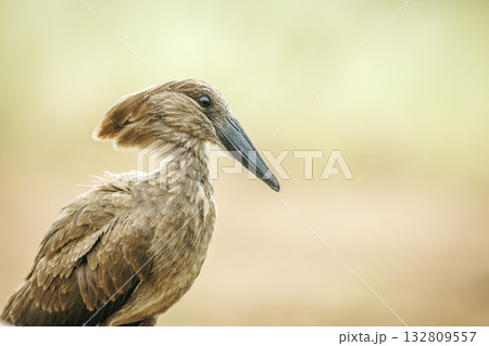 Hamerkop in Greater Kruger National park, South Africa 132809557