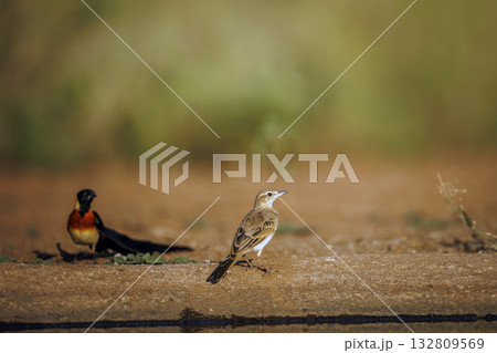 Long-billed Pipit and Eastern Paradise Whydah in Greater Kruger National park, South Africa Long-billed Pipit and Eastern Paradise Whydah in Greater Kruger National park, South Africa 132809569