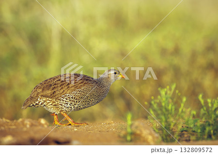 Natal francolin in Greater Kruger National park, South Africa Natal francolin in Greater Kruger National park, South Africa 132809572