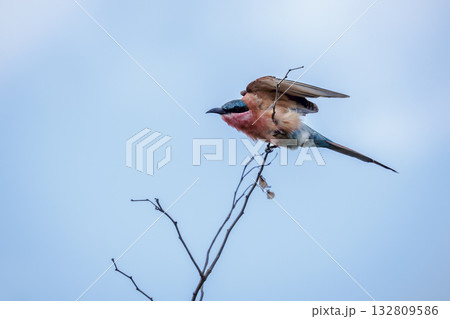 Southern Carmine Bee eater in Greater Kruger National park, South Africa 132809586