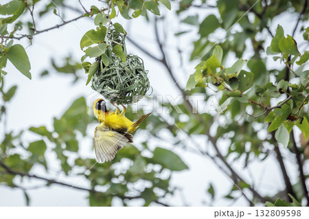 Southern Masked Weaver in Greater Kruger National park, South Africa 132809598