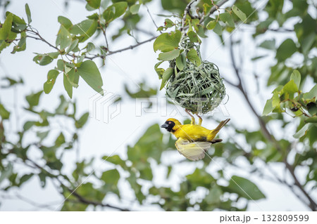 Southern Masked Weaver in Greater Kruger National park, South Africa 132809599
