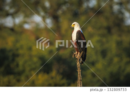African fish eagle in Greater Kruger National park, South Africa African fish eagle in Greater Kruger National park, South Africa 132809733
