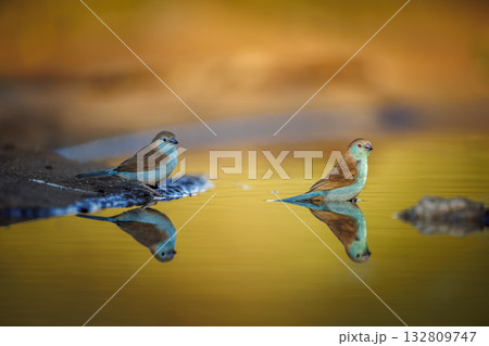 Blue breasted Cordonbleu in Greater Kruger National park, South Africa 132809747