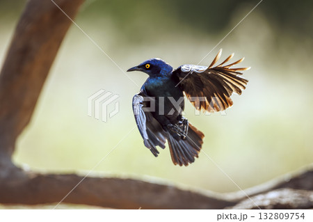 Cape Glossy Starling in Greater Kruger National park, South Africa Cape Glossy Starling in Greater Kruger National park, South Africa 132809754
