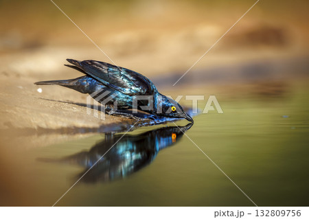Cape Glossy Starling in Greater Kruger National park, South Africa Cape Glossy Starling in Greater Kruger National park, South Africa 132809756