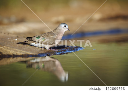 Emerald spotted Wood-Dove in Greater Kruger National park, South Africa Emerald spotted Wood-Dove in Greater Kruger National park, South Africa 132809768