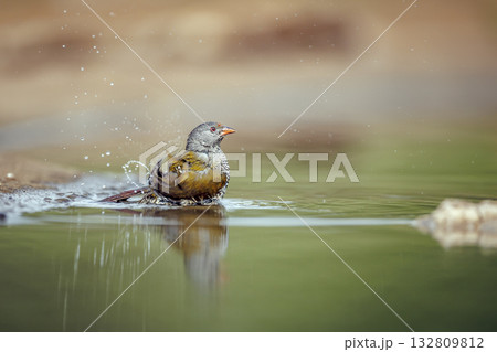 Green winged Pytilia in Greater Kruger National park, South Africa 132809812