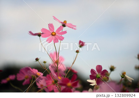 コスモス コスモス 132809924