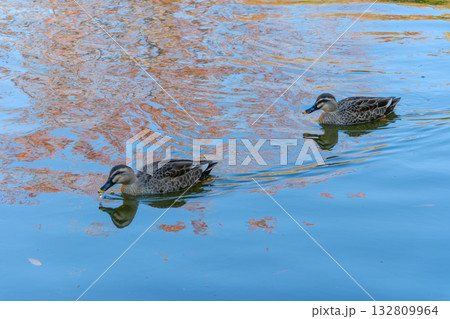 秋の池を並んで泳ぐカモのつがい 132809964