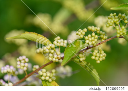 コムラサキの実が育つ初夏の緑枝 132809995