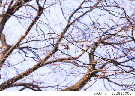 枝に残る最後の一葉 枝に残る最後の一葉 132810006