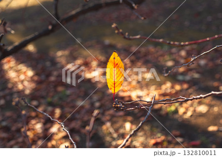 枝に残る最後の一葉 枝に残る最後の一葉 132810011