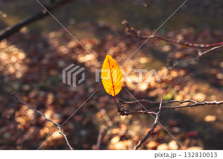 枝に残る最後の一葉 枝に残る最後の一葉 132810013