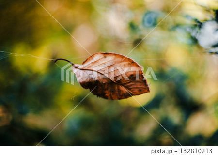 晩秋の風に舞う枯葉 132810213