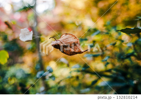 晩秋の風に舞う枯葉 132810214