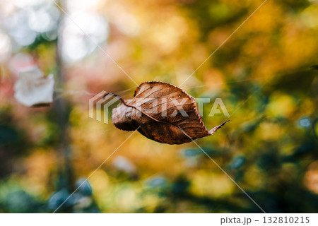 晩秋の風に舞う枯葉 132810215