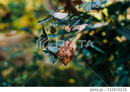 晩秋の風に舞う枯葉 132810216