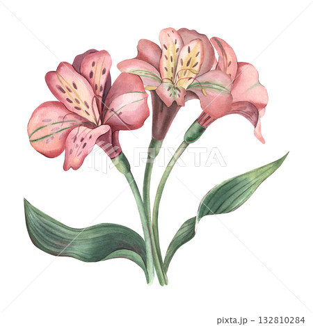 Alstroemeria bouquet with leaves. Hand-painted watercolor botanical illustration isolated on white background. Ideal for floral design, wedding invitations, posters, cards, branding, botanical project 132810284