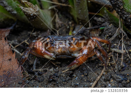 陸上を移動するサワガニ 132810356