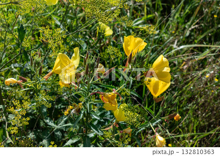 Biennial evening primrose, beautiful edible wild plant, root with a ham flavor, oenothera biennis Biennial evening primrose, beautiful edible wild plant, root with a ham flavor, oenothera biennis 132810363