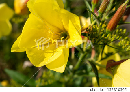 Biennial evening primrose, beautiful edible wild plant, root with a ham flavor, oenothera biennis Biennial evening primrose, beautiful edible wild plant, root with a ham flavor, oenothera biennis 132810365