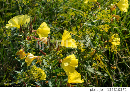 Biennial evening primrose, beautiful edible wild plant, root with a ham flavor, oenothera biennis 132810372