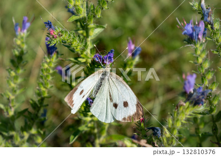 Cabbage white butterfly collecting pollen, pieris brassicae, lepidoptera 132810376