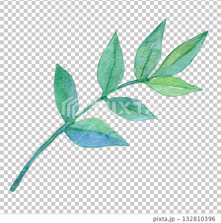 水彩イラスト　手描きイラスト　南天の葉 132810396