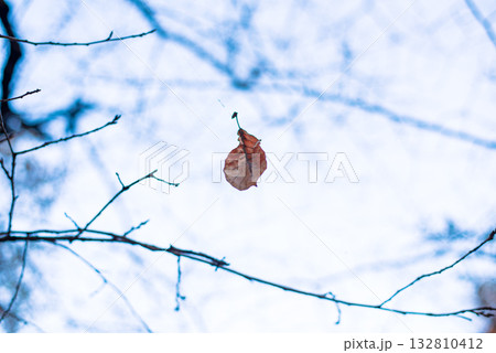 蜘蛛の糸に揺れる枯葉 132810412