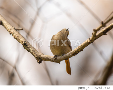 枝にとまるジョウビタキのメス 枝にとまるジョウビタキのメス 132810558